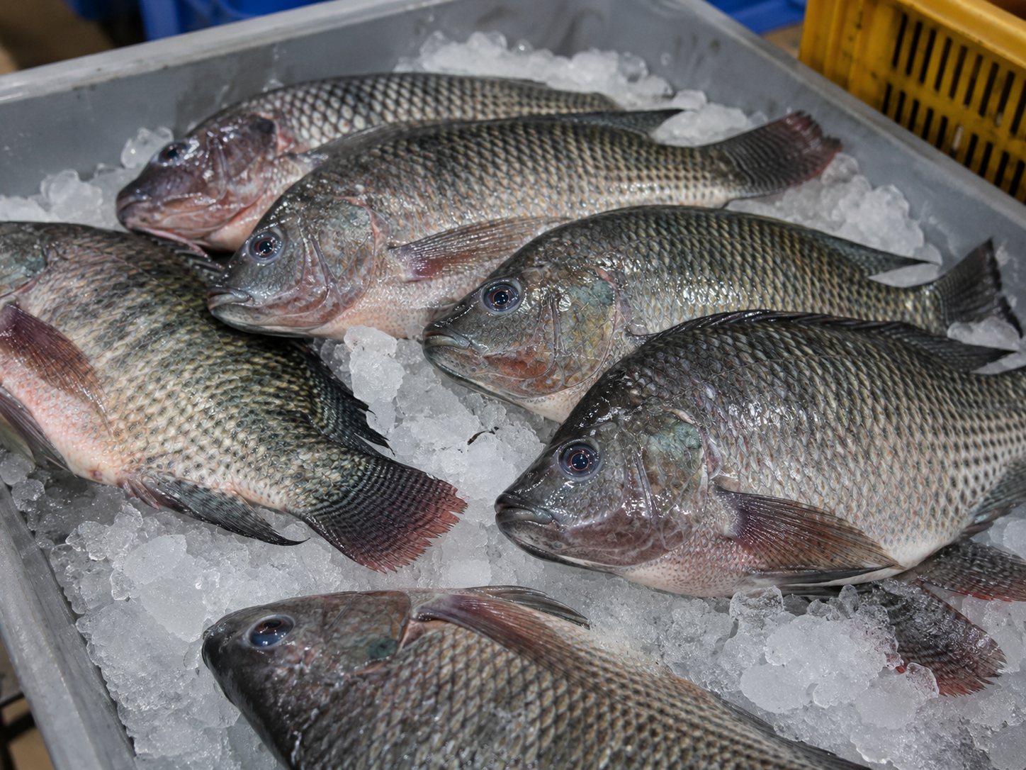Fresh whole tilapia